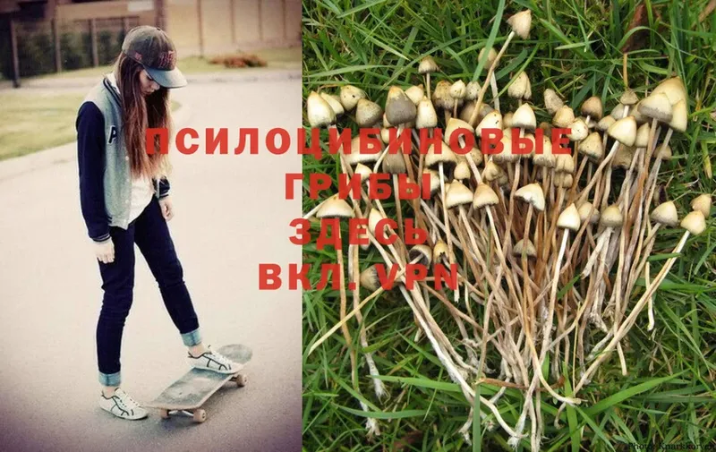 blacksprut маркетплейс  где купить наркоту  Ижевск  Галлюциногенные грибы GOLDEN TEACHER 